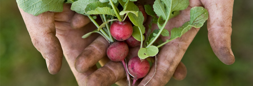 Radish