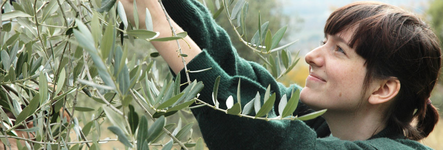 picking olives