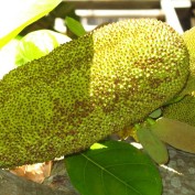 jackfruit