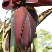 banana flower