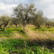 Koura, Lebanon