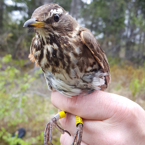 bird on a hand